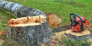 Best Firewood Processing and Delivery  in Laredo, TX