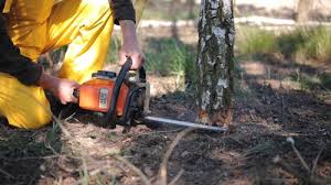 Best Tree Fertilization  in Laredo, TX