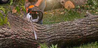 Best Tree Cabling and Bracing  in Laredo, TX