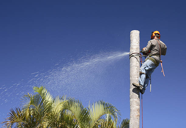 Best Arborist Consultation Services  in Laredo, TX