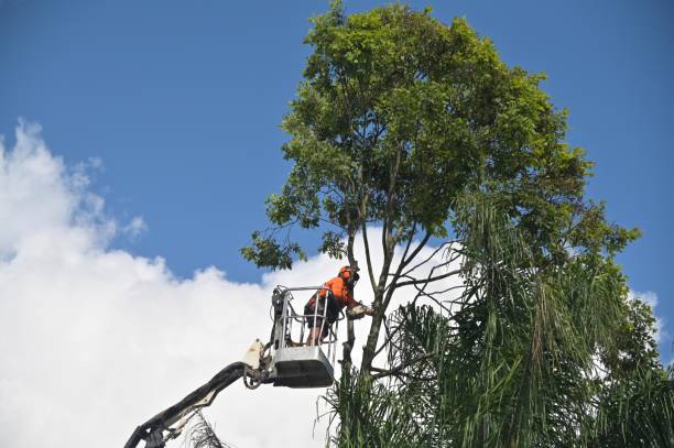 Best Hedge Trimming  in Laredo, TX