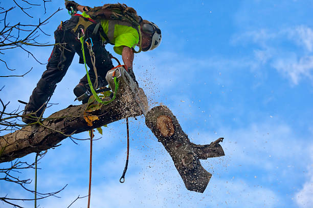 Best Palm Tree Trimming  in Laredo, TX